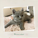 ブリティッシュショートヘア