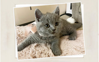 ブリティッシュショートヘア