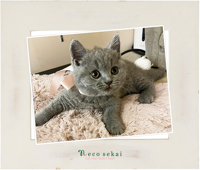 ブリティッシュショートヘア