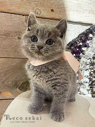 ブリティッシュショートヘア