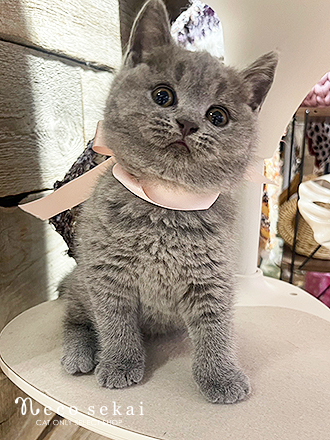 ブリティッシュショートヘア