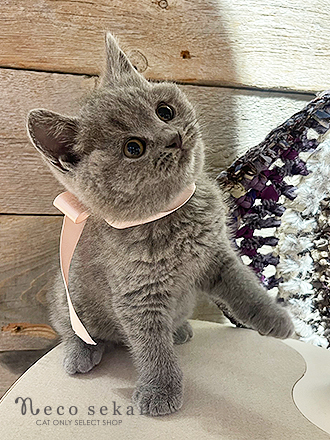 ブリティッシュショートヘア