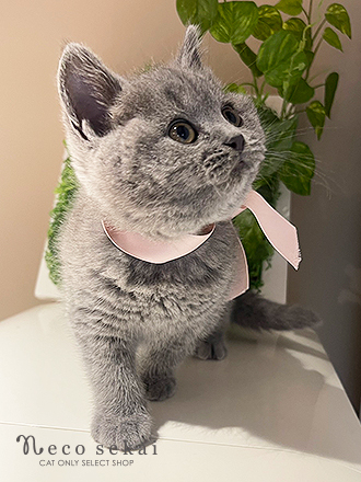 ブリティッシュショートヘア