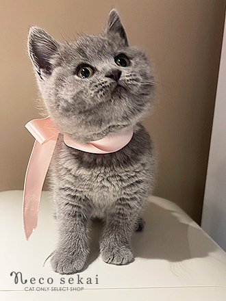 ブリティッシュショートヘア