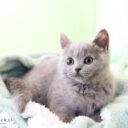 ブリティッシュショートヘア