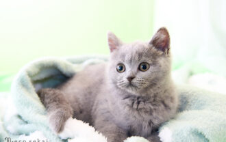 ブリティッシュショートヘア