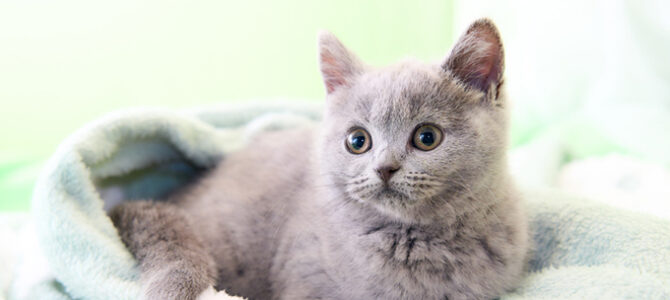 ブリティッシュショートヘア