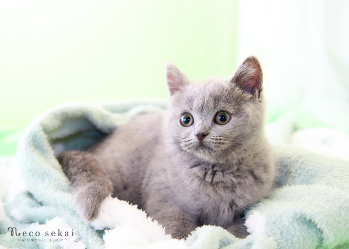 ブリティッシュショートヘア