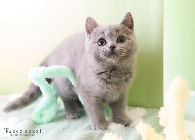 ブリティッシュショートヘア