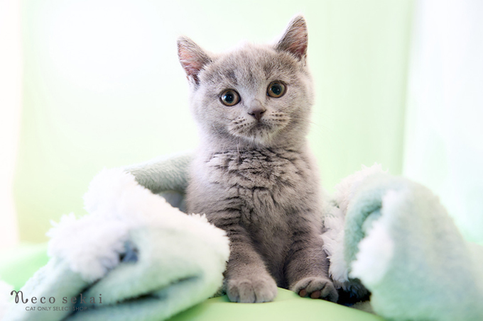 ブリティッシュショートヘア