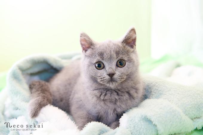 ブリティッシュショートヘア