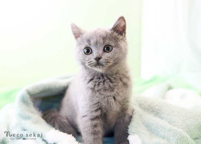 ブリティッシュショートヘア