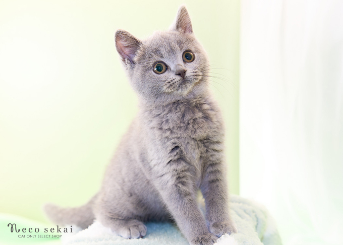 ブリティッシュショートヘア