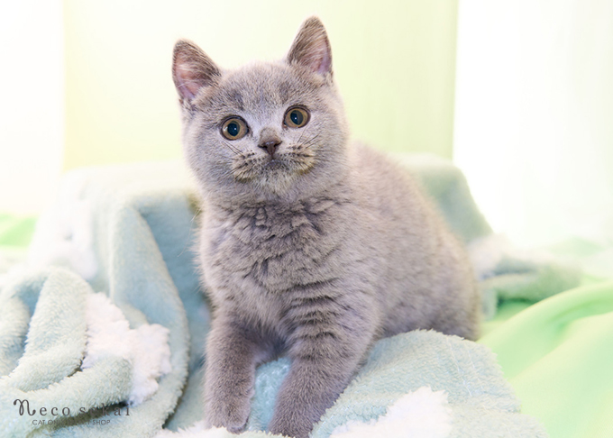 ブリティッシュショートヘア