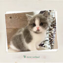 ブリティッシュショートヘア