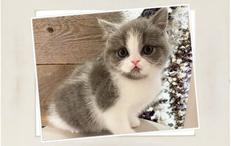 ブリティッシュショートヘア