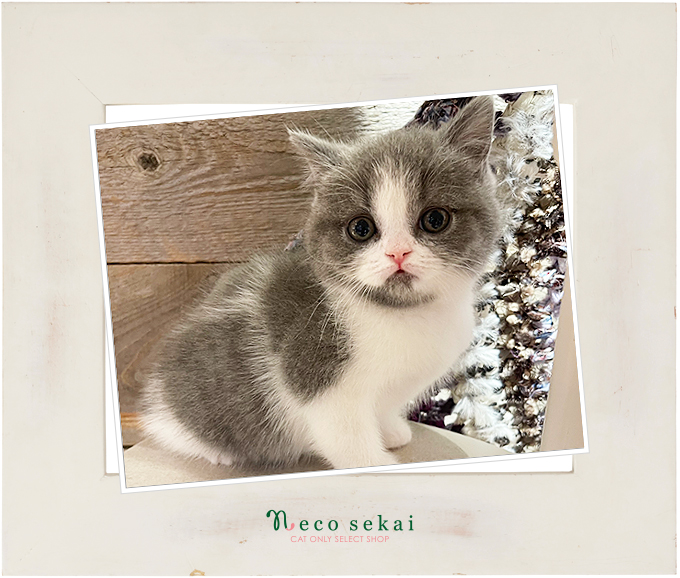 ブリティッシュショートヘア