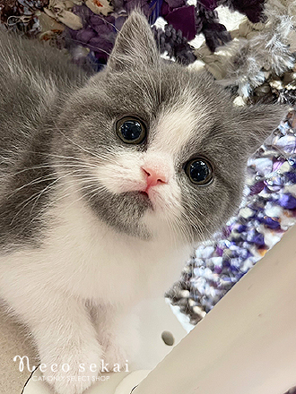 ブリティッシュショートヘア