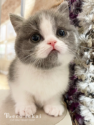 ブリティッシュショートヘア