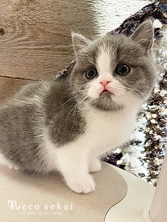 ブリティッシュショートヘア