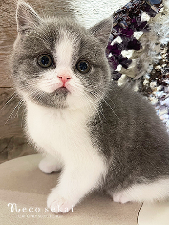 ブリティッシュショートヘア