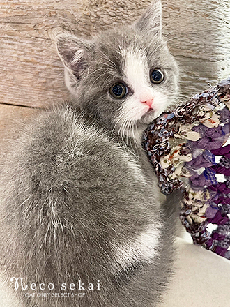 ブリティッシュショートヘア