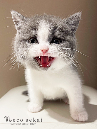 ブリティッシュショートヘア