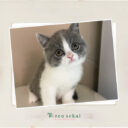 ブリティッシュショートヘア