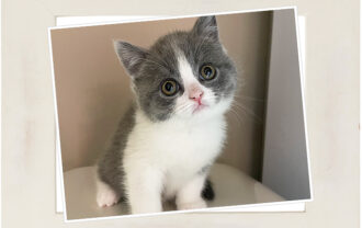 ブリティッシュショートヘア