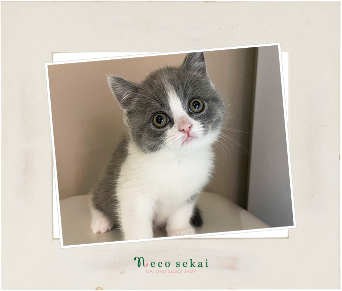 ブリティッシュショートヘア