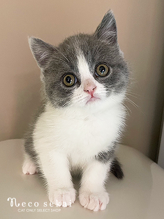 ブリティッシュショートヘア