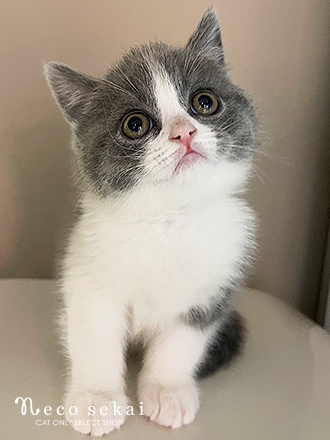 ブリティッシュショートヘア