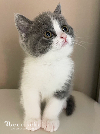 ブリティッシュショートヘア