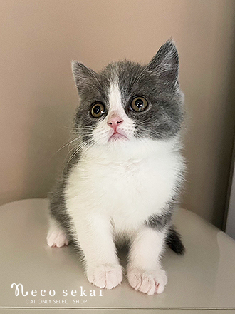 ブリティッシュショートヘア