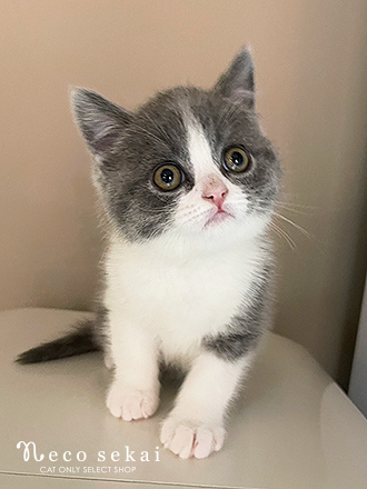 ブリティッシュショートヘア