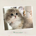 スコティッシュフォールド