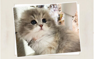 スコティッシュフォールド