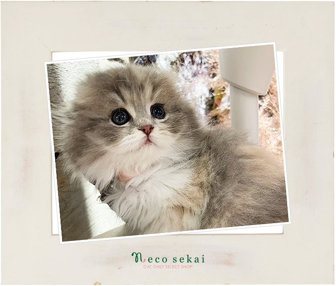 スコティッシュフォールド