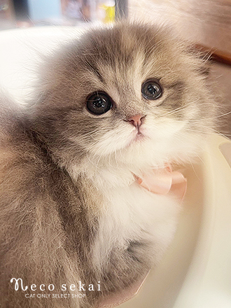 スコティッシュフォールド