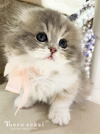 スコティッシュフォールド