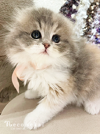 スコティッシュフォールド