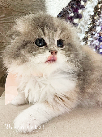 スコティッシュフォールド