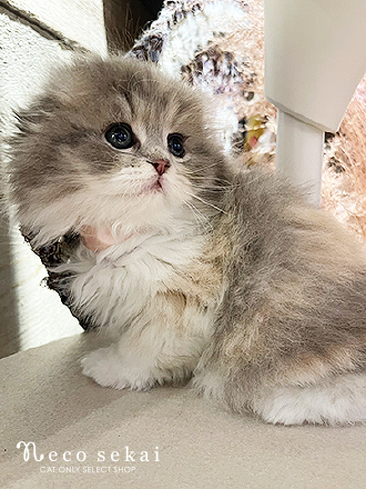 スコティッシュフォールド