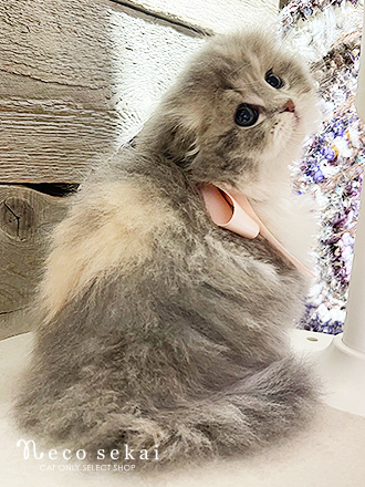 スコティッシュフォールド