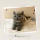 ブリティッシュショートヘア