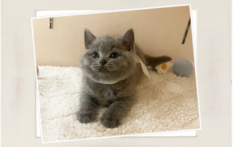 ブリティッシュショートヘア