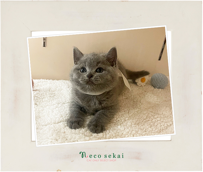 ブリティッシュショートヘア