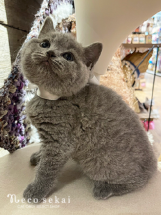 ブリティッシュショートヘア