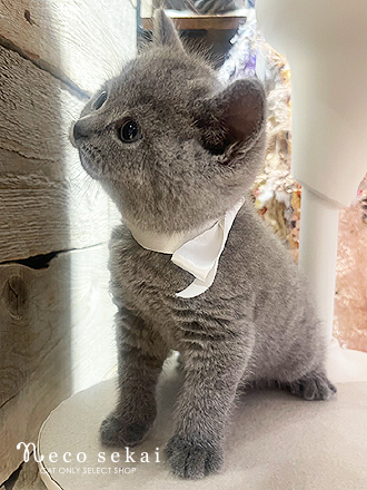 ブリティッシュショートヘア