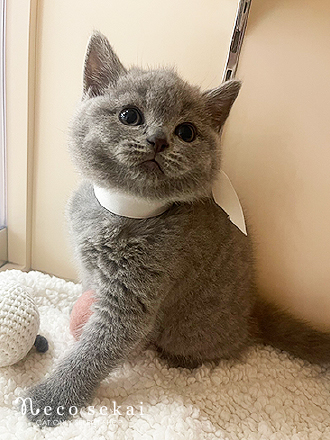 ブリティッシュショートヘア